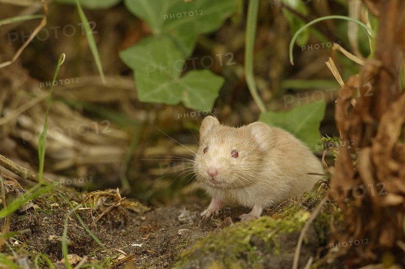Bank voles