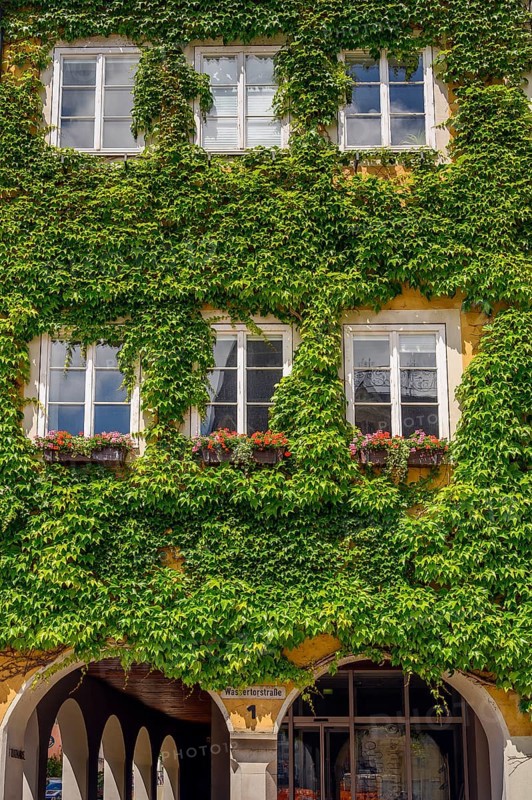 Town hall facade planted with boston ivy