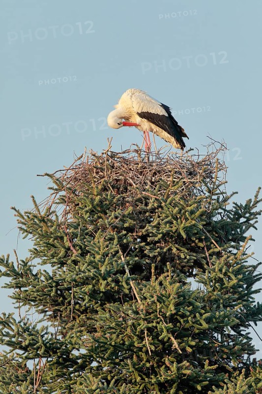 Single white stork standing in the nest and preening its plumage with its beak
