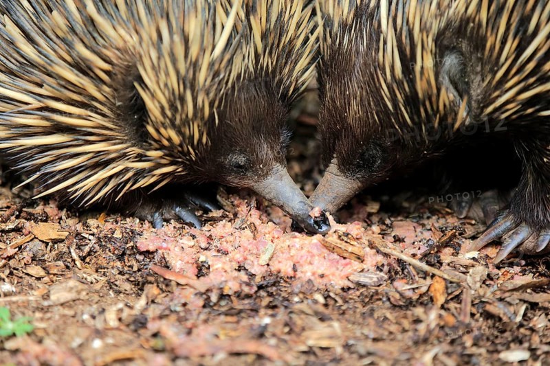 Short-beaked Echidna