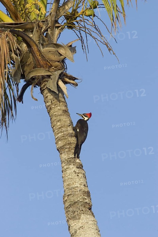 Pileated Woodpecker