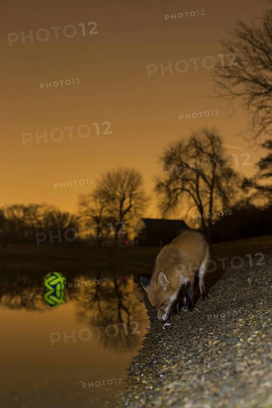 European Red Fox