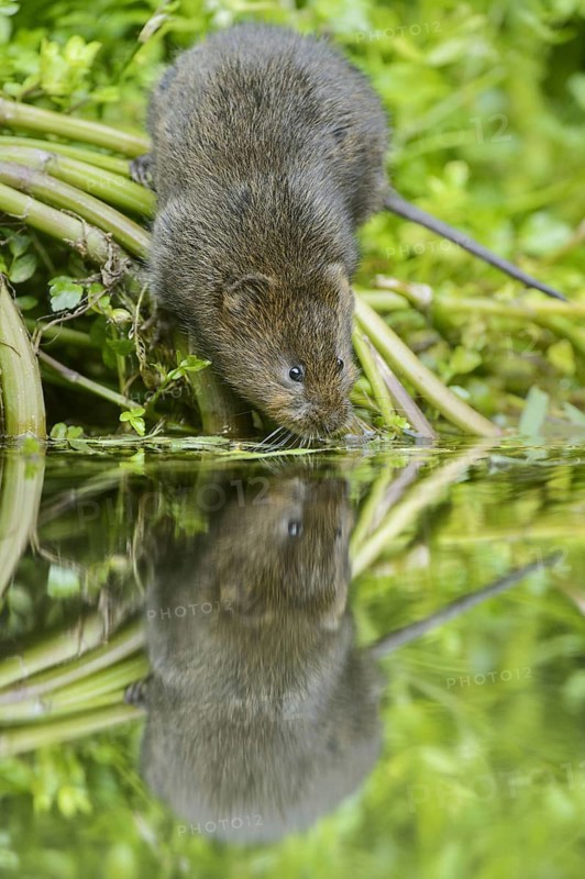 European water vole