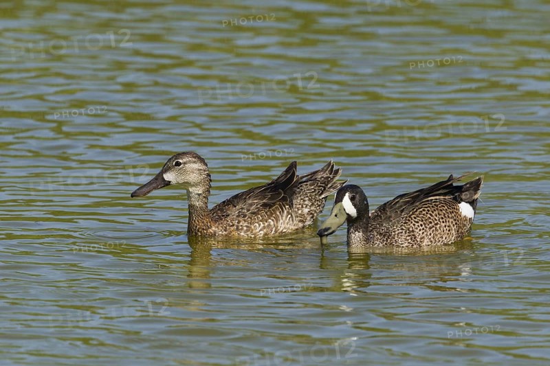 Blue-winged teals