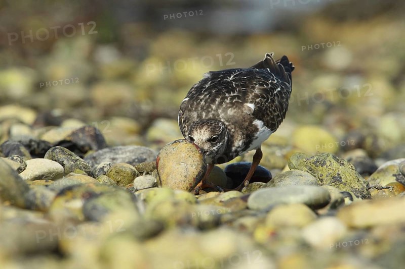 Ruddy ruddy turnstone