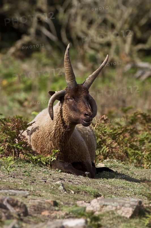 Manx Loaghtan sheep