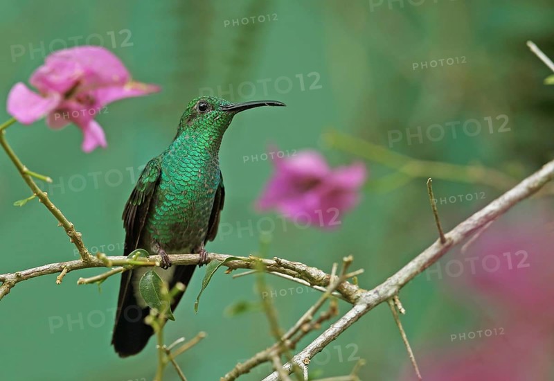 White-vented Plumeleteer