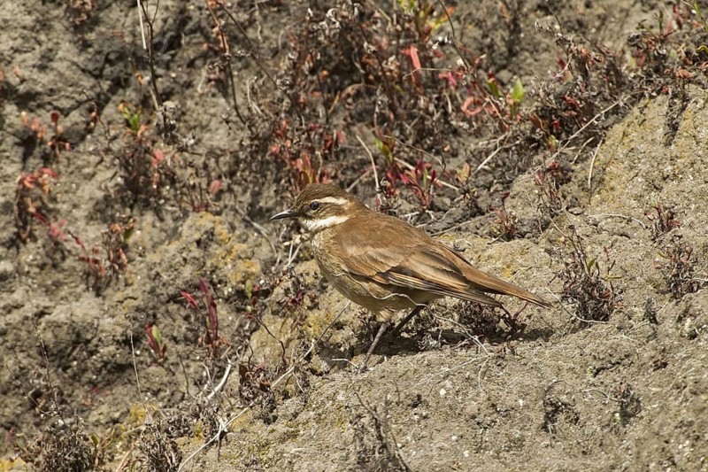 Chestnut-winged Cinclodes