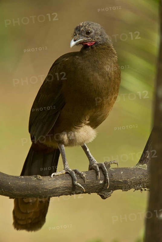 Rufous-vented Chachalaca