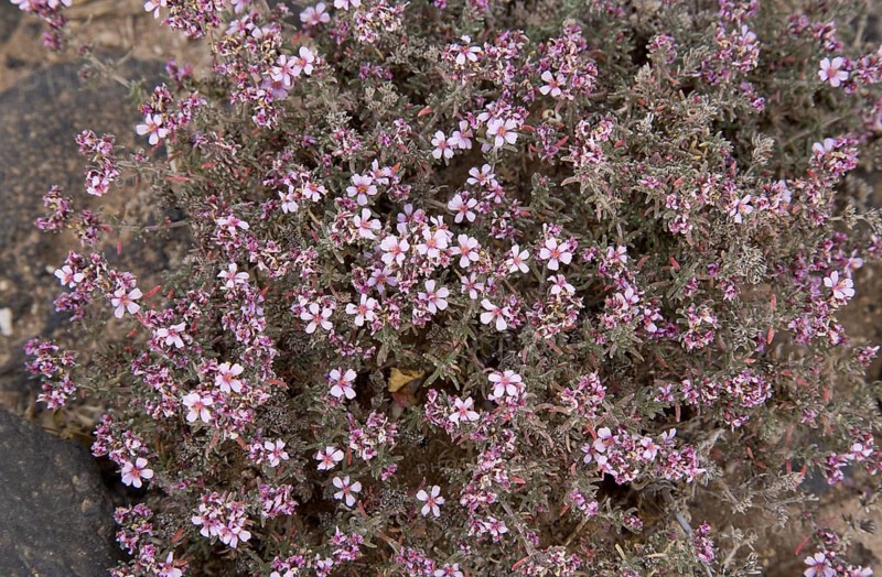 Canary Islands Sea-heath