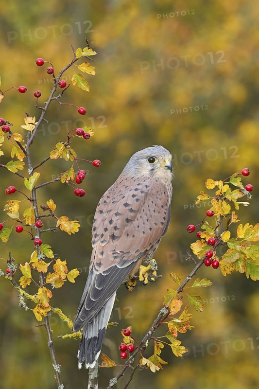 Common common kestrel