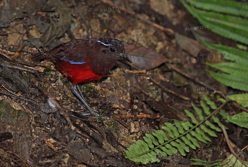 Graceful Pitta