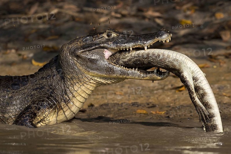 Spectacled Caiman