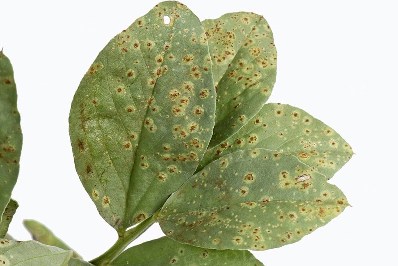 Faba or broad bean rust