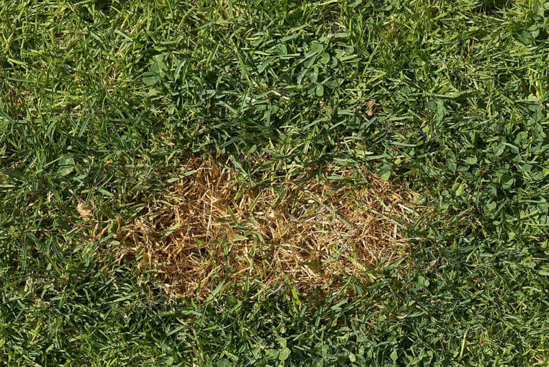 Dead grass stain on a lawn caused but a dog urinates