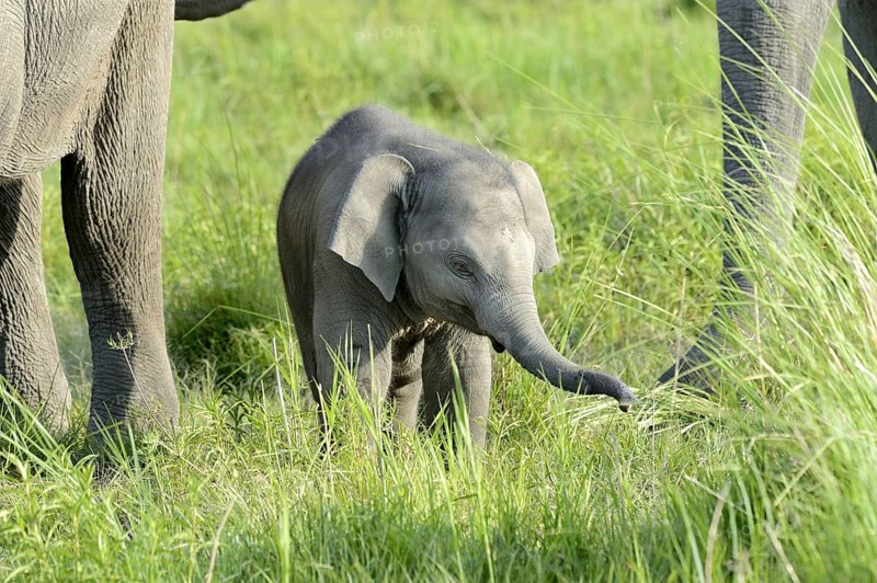 Asian indian elephant