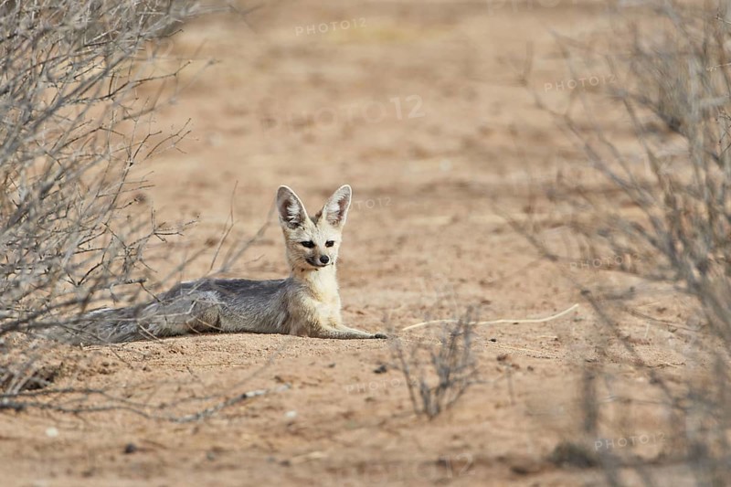 Cape Fox