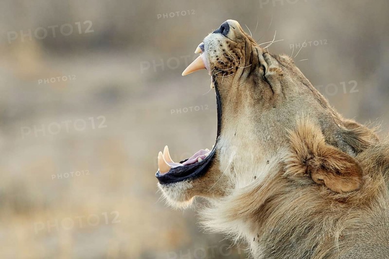 Transalvaal Lion