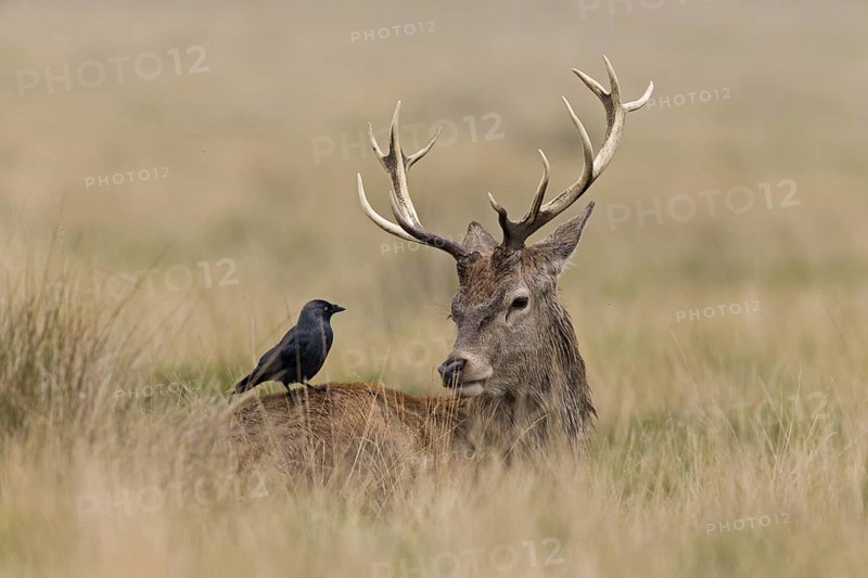 Red deer
