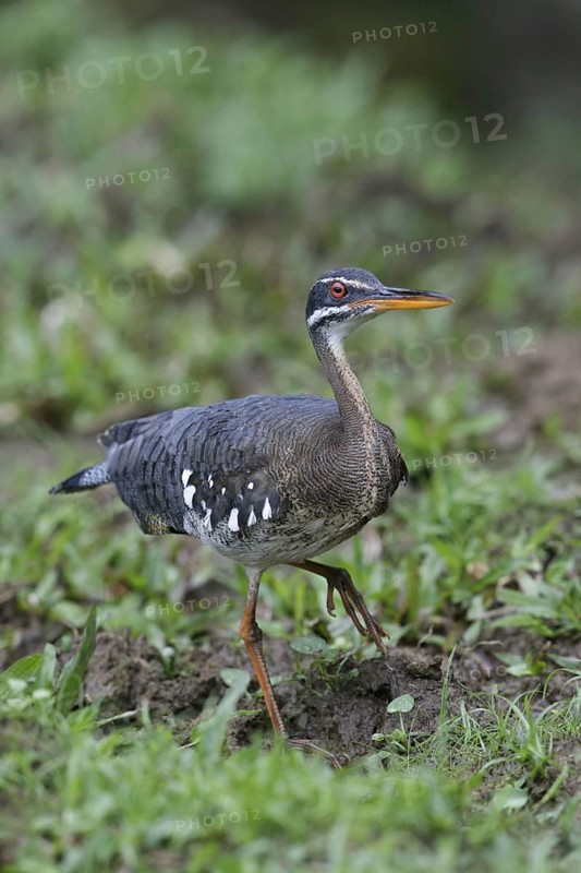 Sunbittern