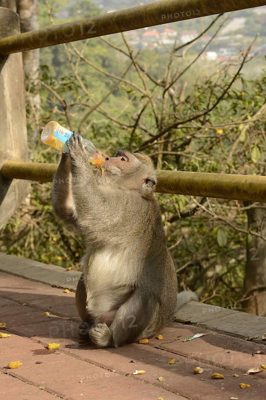 Crab-eating macaques