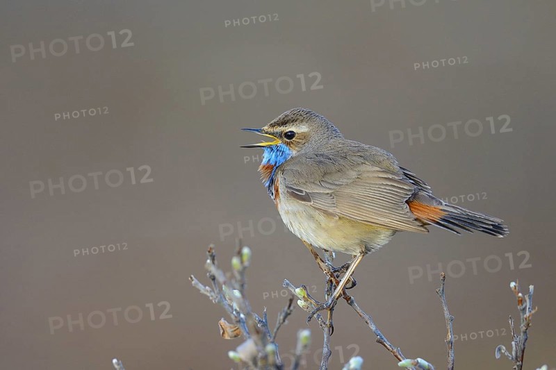 Red-spotted bluethroat