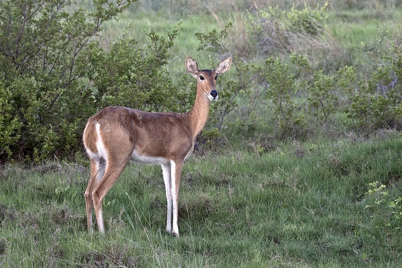 Large Reedbuck