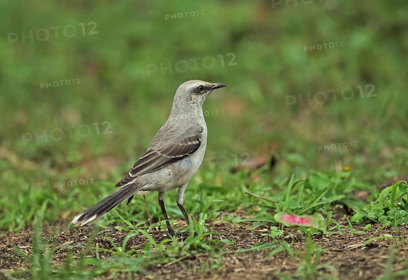 Tropical mockingbird