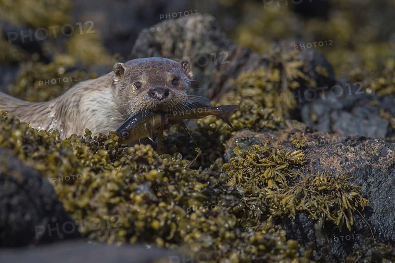 European Otter
