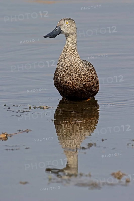 Cape Shoveler