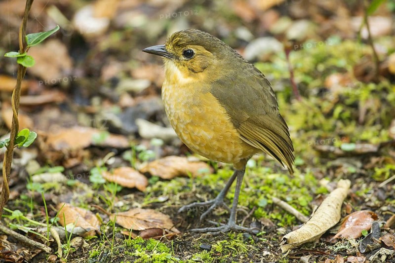 Tawny Antpitta