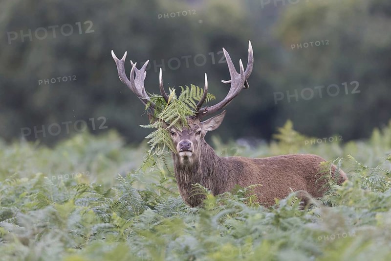 Red Deer