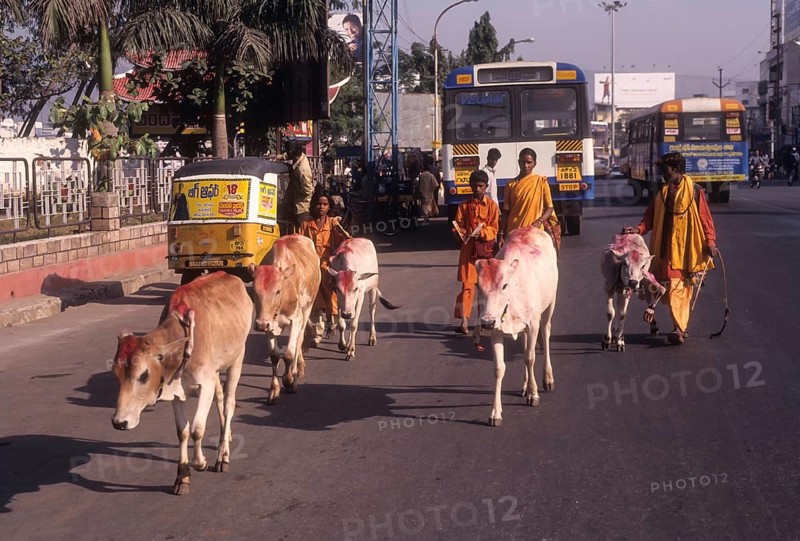 Temple cattles in Visakhapatnam