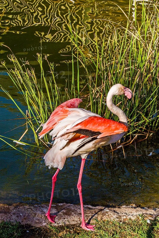Flamingo