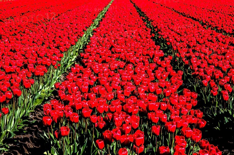 Flowering tulip fields