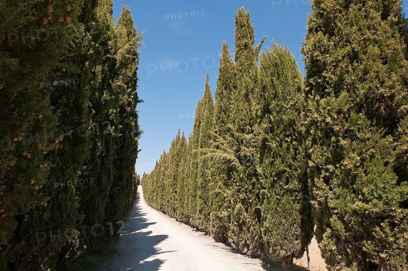 Mediterranean cypress
