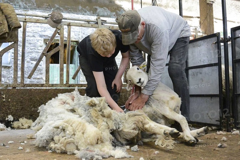 Shearing sheep