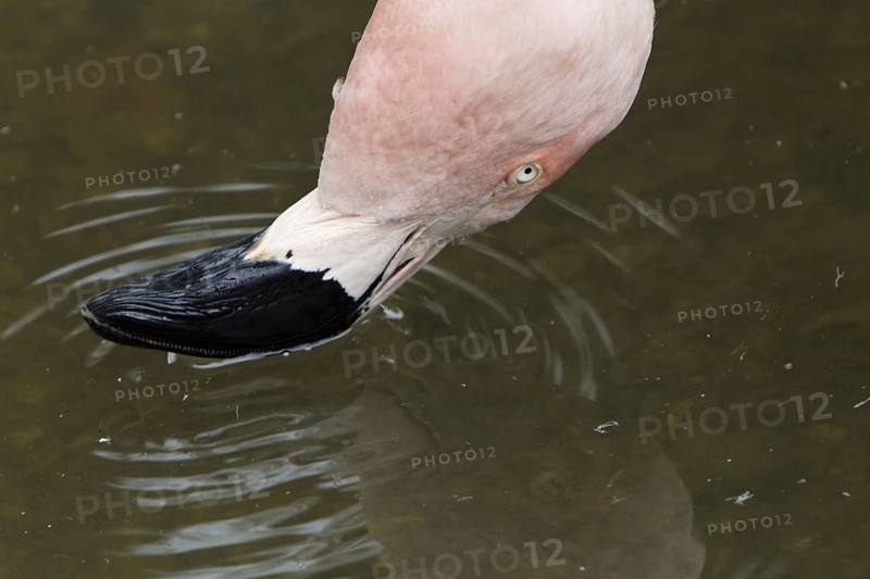 Chilean chilean flamingo