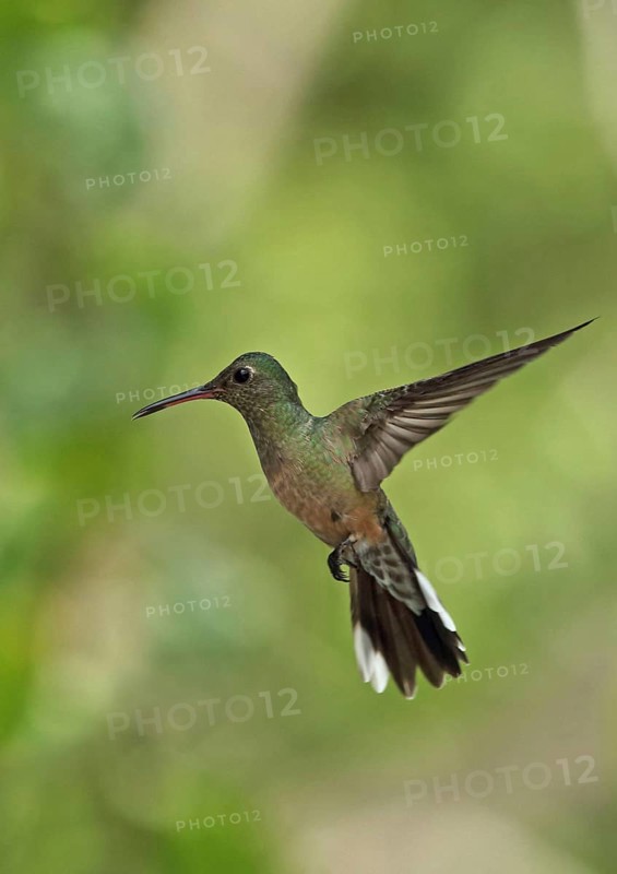 Scaly-breasted Hummingbird