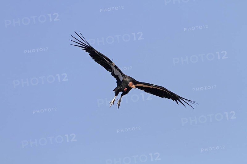 California Condor