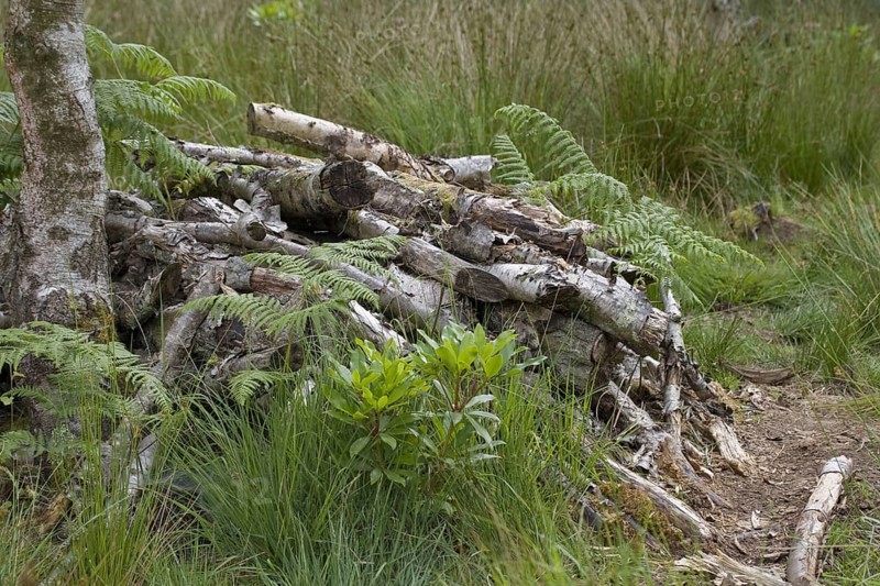 Piles of logs in a woodland clearing used as a wildlife habitat