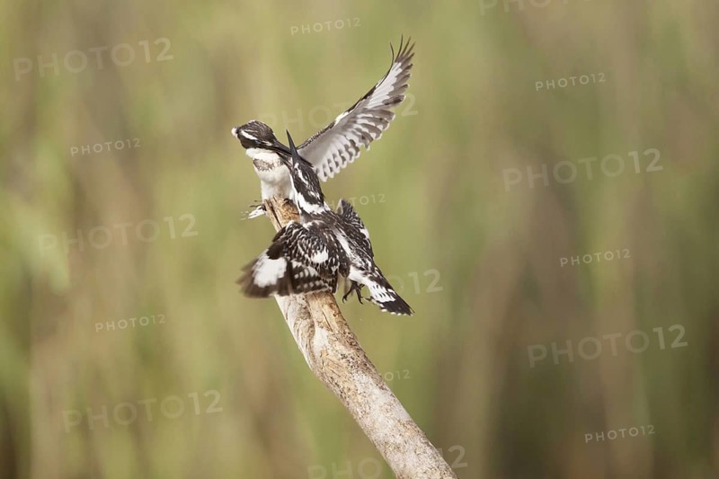 Alcedo rudis