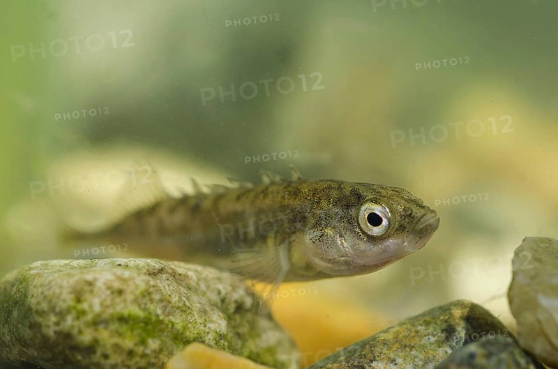 Nine-spined Stickleback