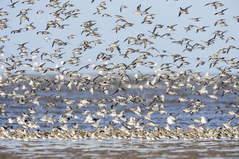 Red knot