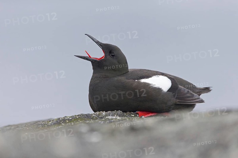 Black guillemot
