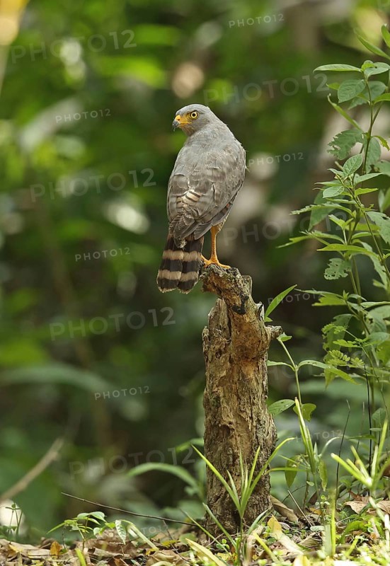 Roadside Hawk