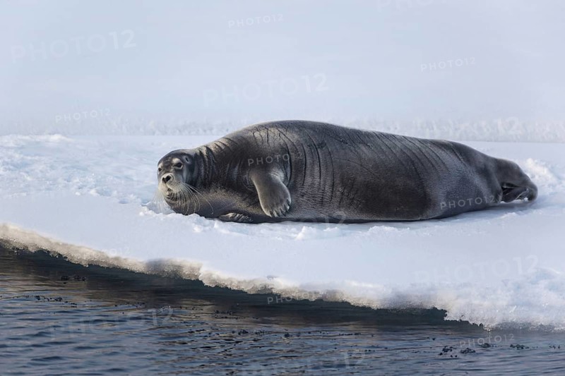Bearded Seal