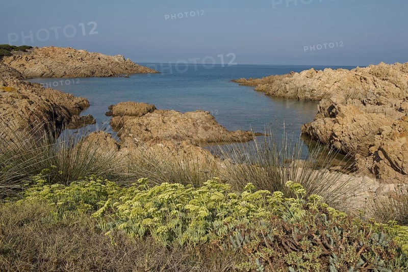 Red rugged granite coast with samphire
