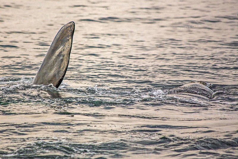 Southern right whale