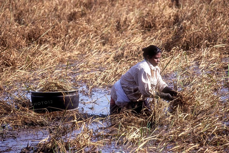 A woman harvesting rice or paddy in knee deep water due to heavy rain in Kuttanad